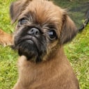 Griffon bruxellois