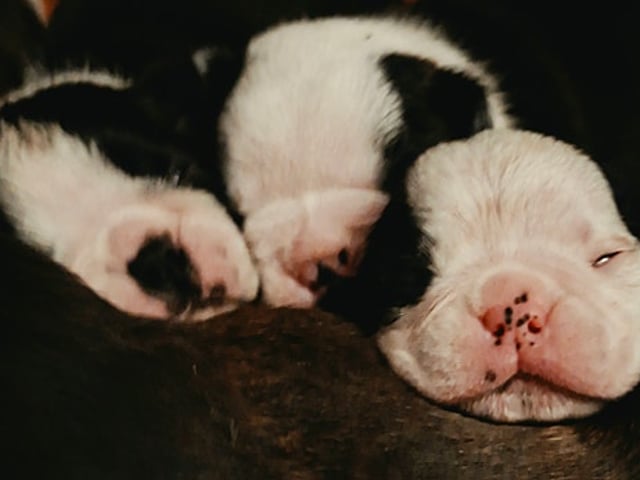 Bostonterrier