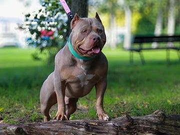 American bully · Lidköping · Angelina R.
