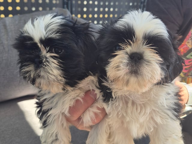 Shih Tzu