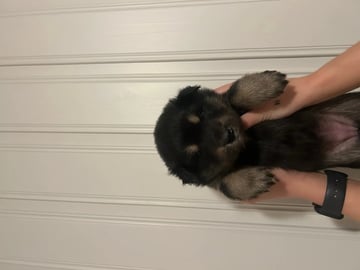 Finnish Lapphund · Tynset · Josefine Rotvik Vold