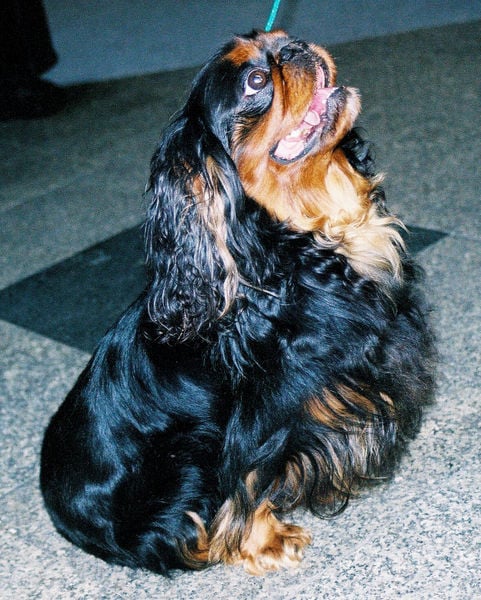 King charles spaniel