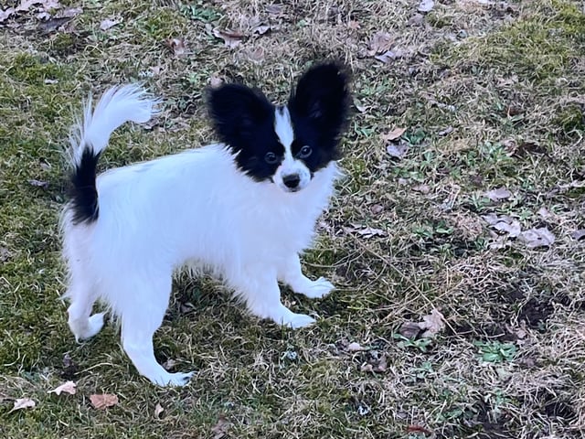 Papillon
