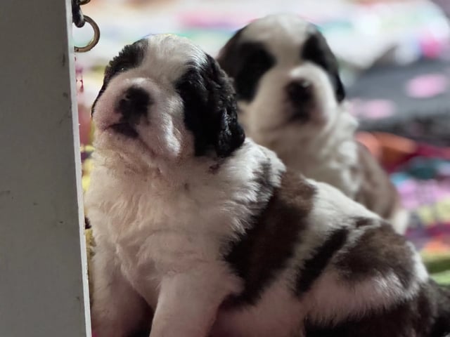Saint Bernard