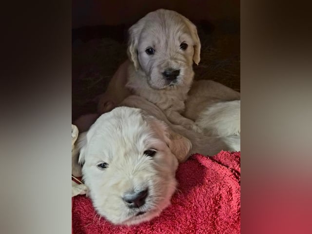Golden retriever
