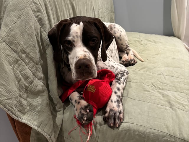 Pointer