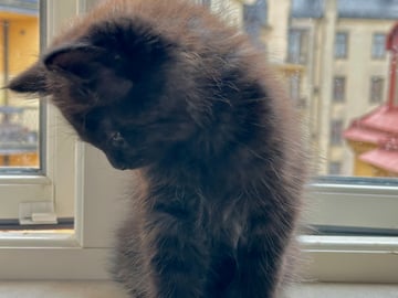 Petit Pavot