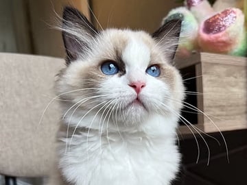 Ragdoll · Örkelljunga · Susanne G.