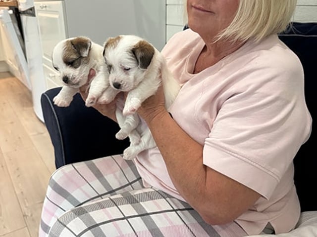 Jack Russel valpar på Kennel Pain-Riche’s