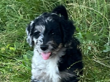 Aussiedoodle · Fredericia · Overgaards hvalpe