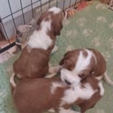 Welsh springer spaniel