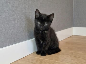 Burma/Norsk skogkatt · Lönsboda · Felicia M.