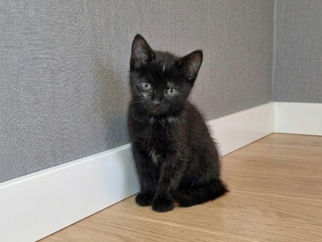 Burma/Norsk skogkatt · Lönsboda · Felicia M.