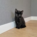 Burma/Norsk skogkatt