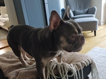 French Bulldog · Eslöv · Emma H.