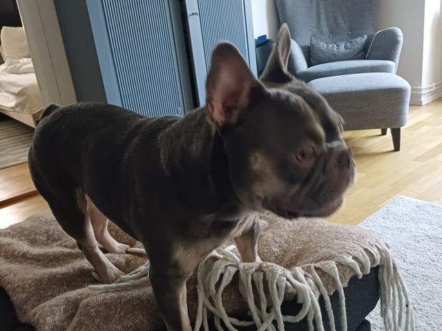 French Bulldog · Eslöv · Emma H.