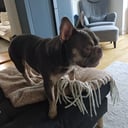 Fransk bulldogg