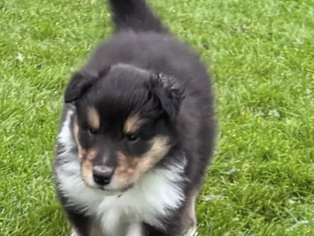 Collie · Lye · Venke Garpestad