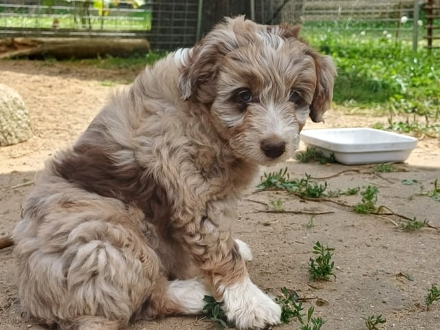 Aussiedoodle