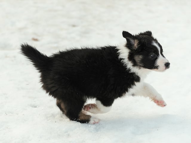 Australian shepherd