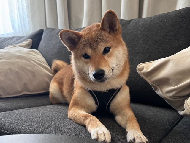 Shiba