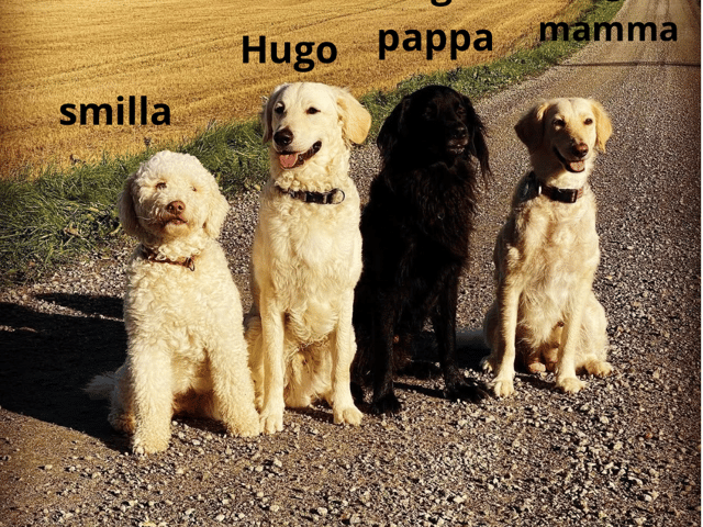 Bernedoodle