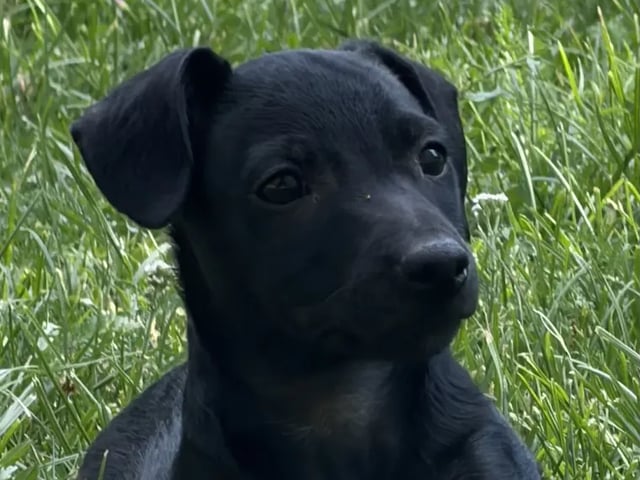 Xoloitzcuintle