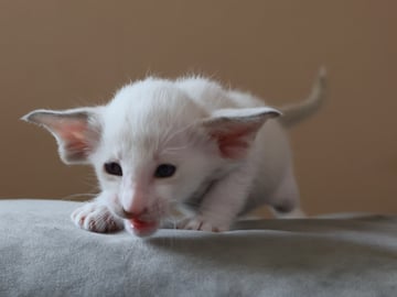 Oriental Adore Cattery
