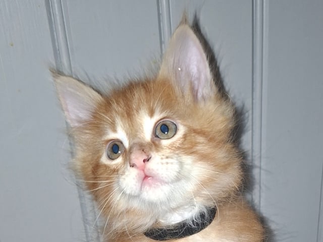 Kattunge: Hane 1