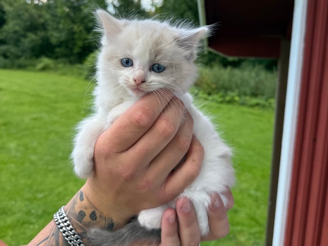 kitten: Hane  blå bicolor