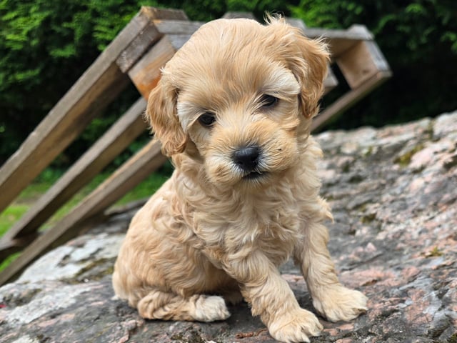 Cockerpoo