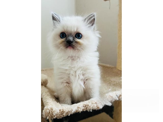 Ragdoll