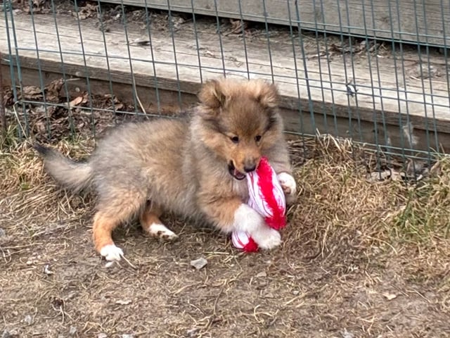 Shetland sheepdog