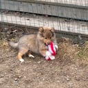 Shetland sheepdog