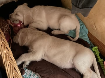 Labrador & Golden doodle · Munkfors · Joakim S.