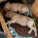 Labrador & Golden doodle