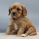 Cavapoo
