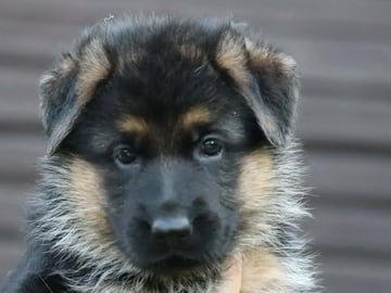 Schæferhund · Elverum · Gunn Tove Bekken