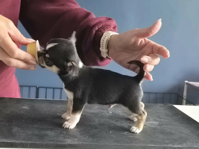 Chihuahua