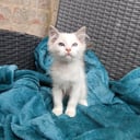 Ragdoll