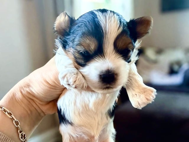 Biewer terrier