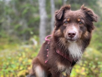 Miniature American Shepherd · Hägersten · Gabriel L.