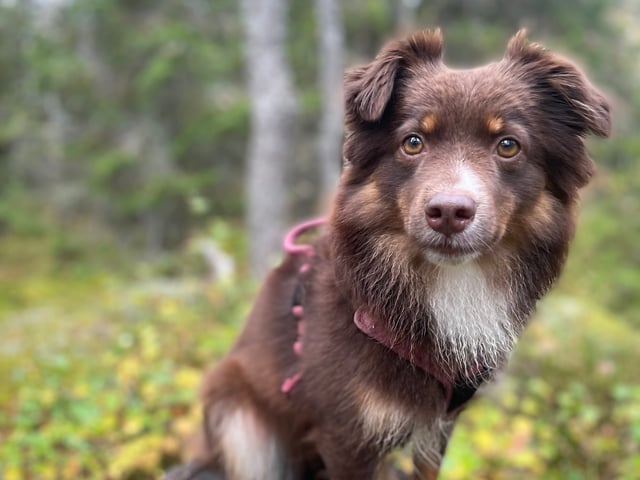 Miniature American Shepherd