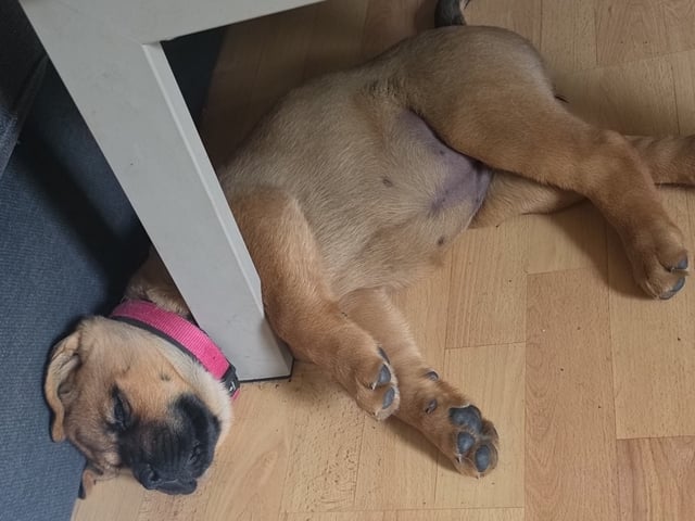 American Akita/Rottweiler · Edane · Inget