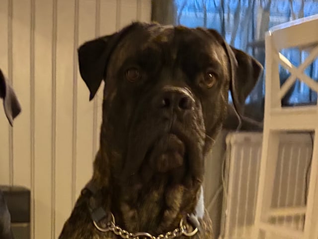 Guardians of Luck