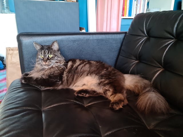 Maine Coon