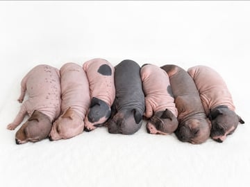 American Hairless Terrier · Nyråd · Christina Biskopstø