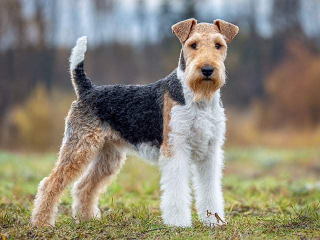 Strihåret foxterrier