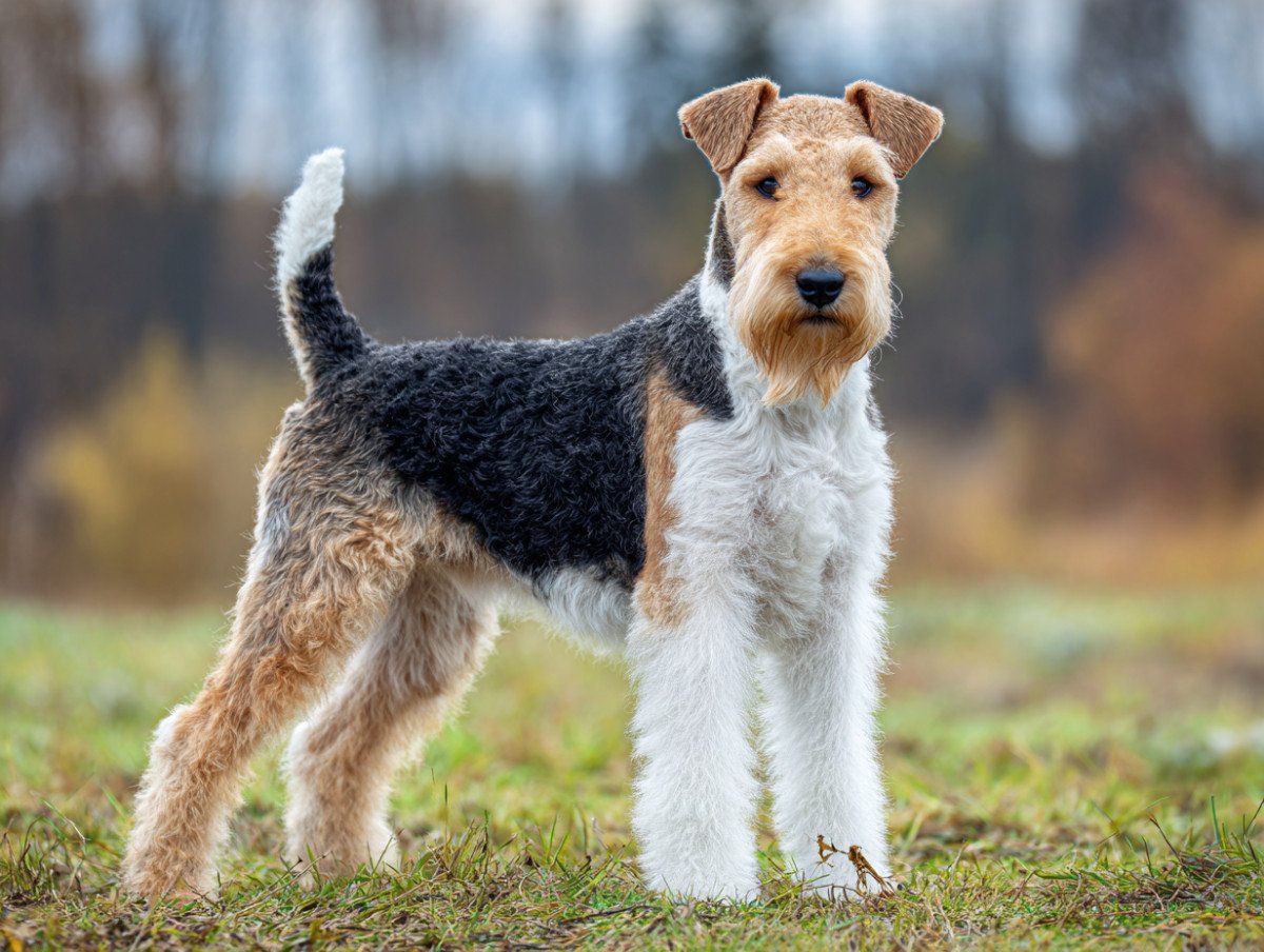 Strihåret foxterrier