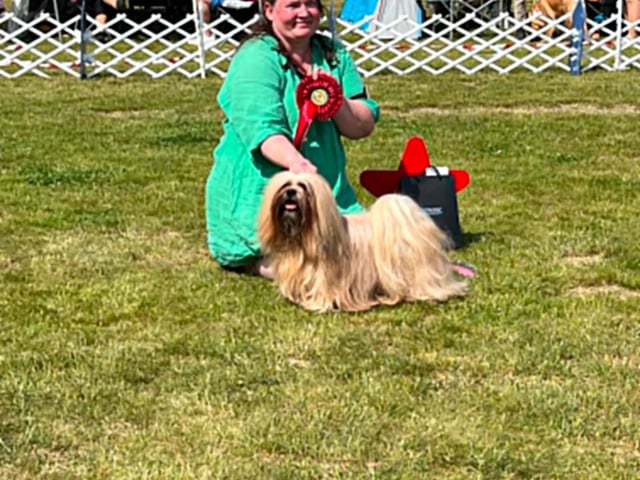 Lhasa apso